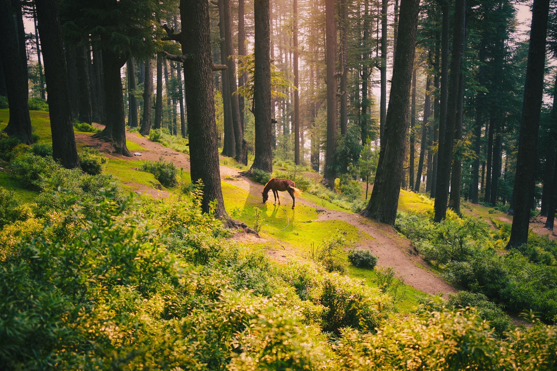 Chamba district — Dalhousie, Khajjiar & Ancient Temple Kingdoms